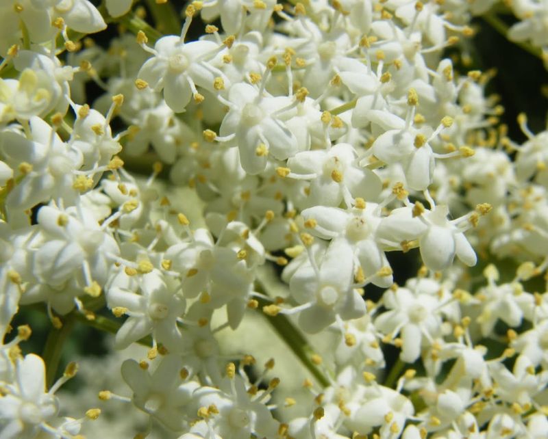 Its Bloom Timing Fills A Critical Seasonal Gap