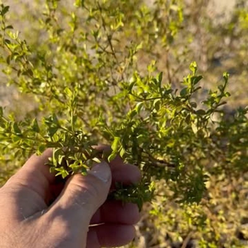 Its Roots Spread Wide Instead Of Deep