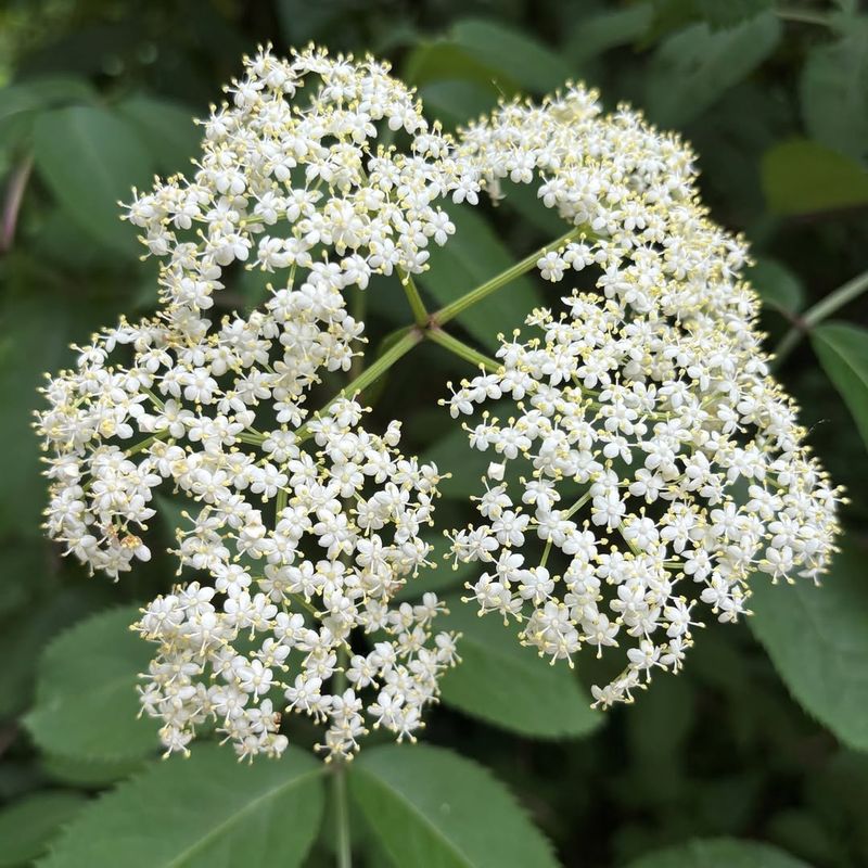 Removing It Actively Reduces Local Pollinator Survival