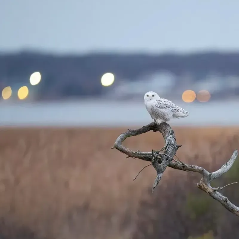 Food Shortages In The Arctic Are A Major Driver