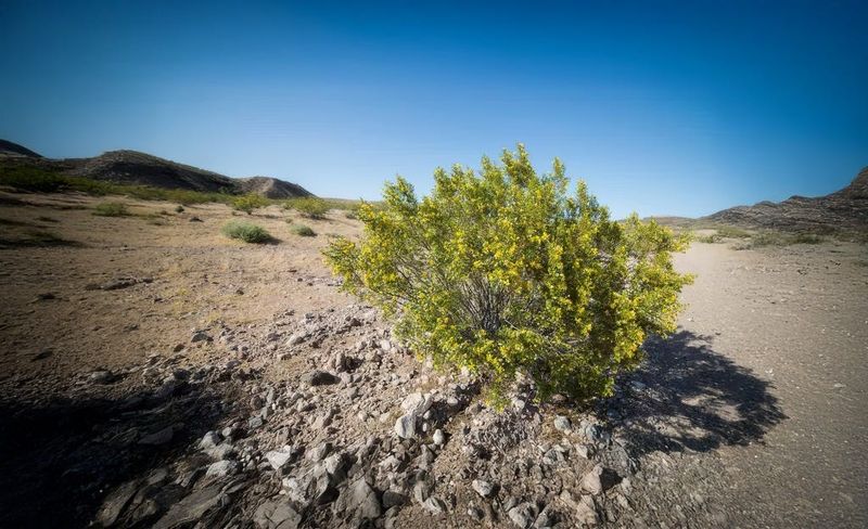 It Thrives In Some Of The Poorest Soils On Earth