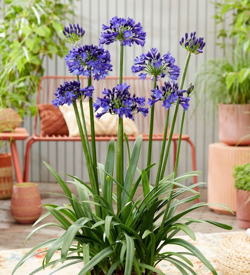 Agapanthus