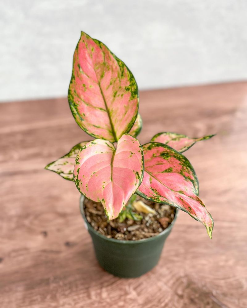 Chinese Evergreen