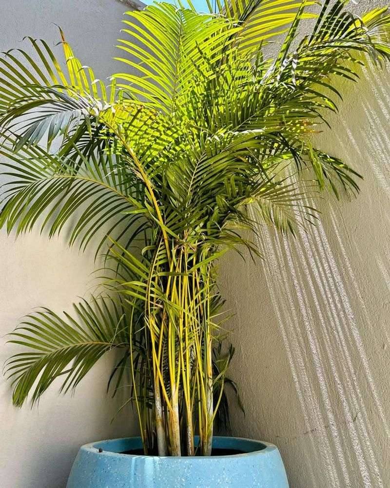 Areca Palm
