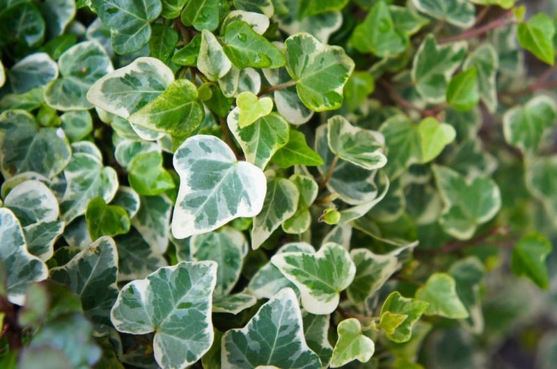 English Ivy