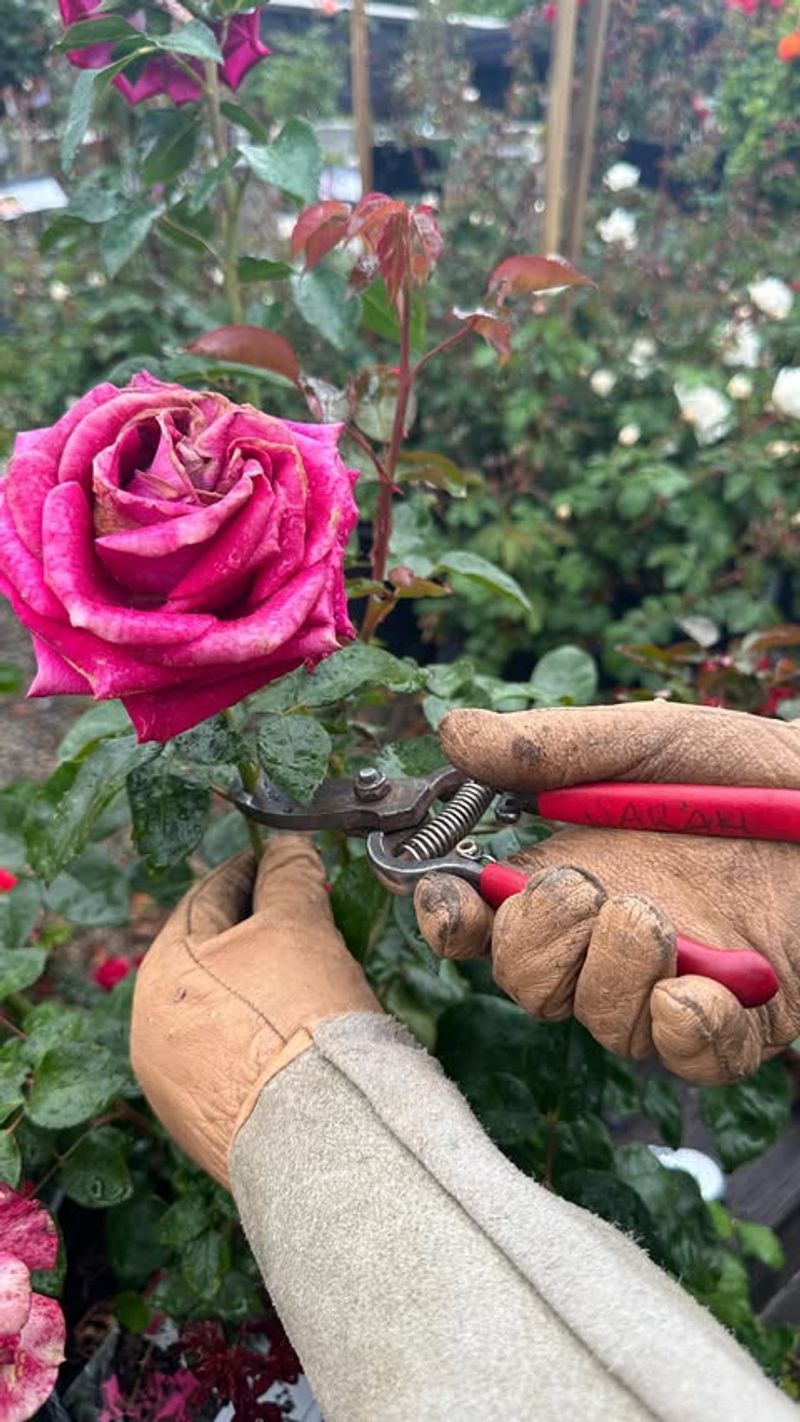 Watch For New Leaf Growth As Your Signal