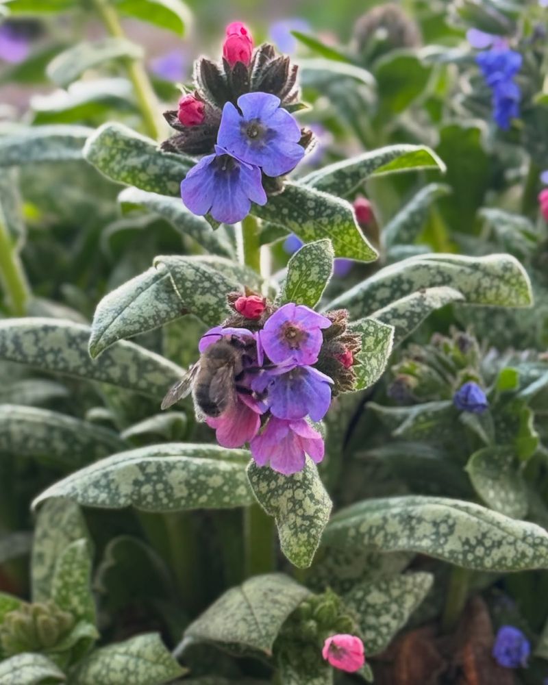Pulmonaria