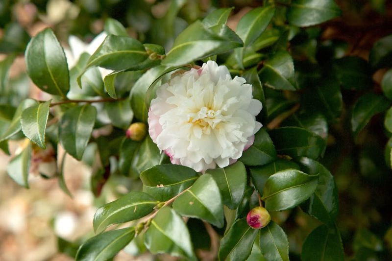 Camellia