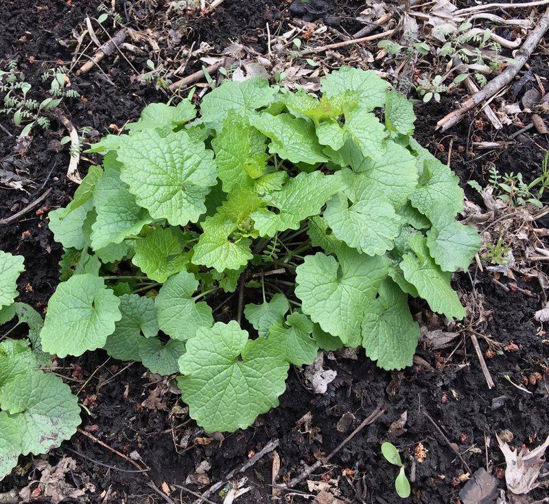 Garlic Mustard (Rosette Stage)