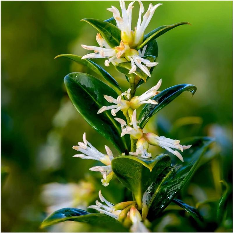 Sarcococca Sweet Box
