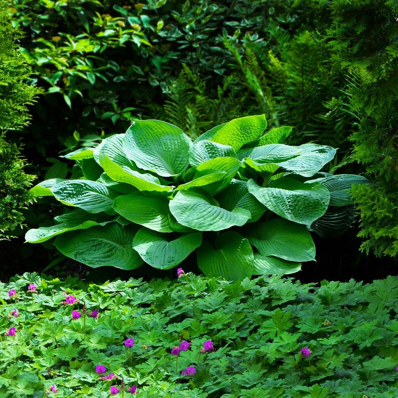 Hostas