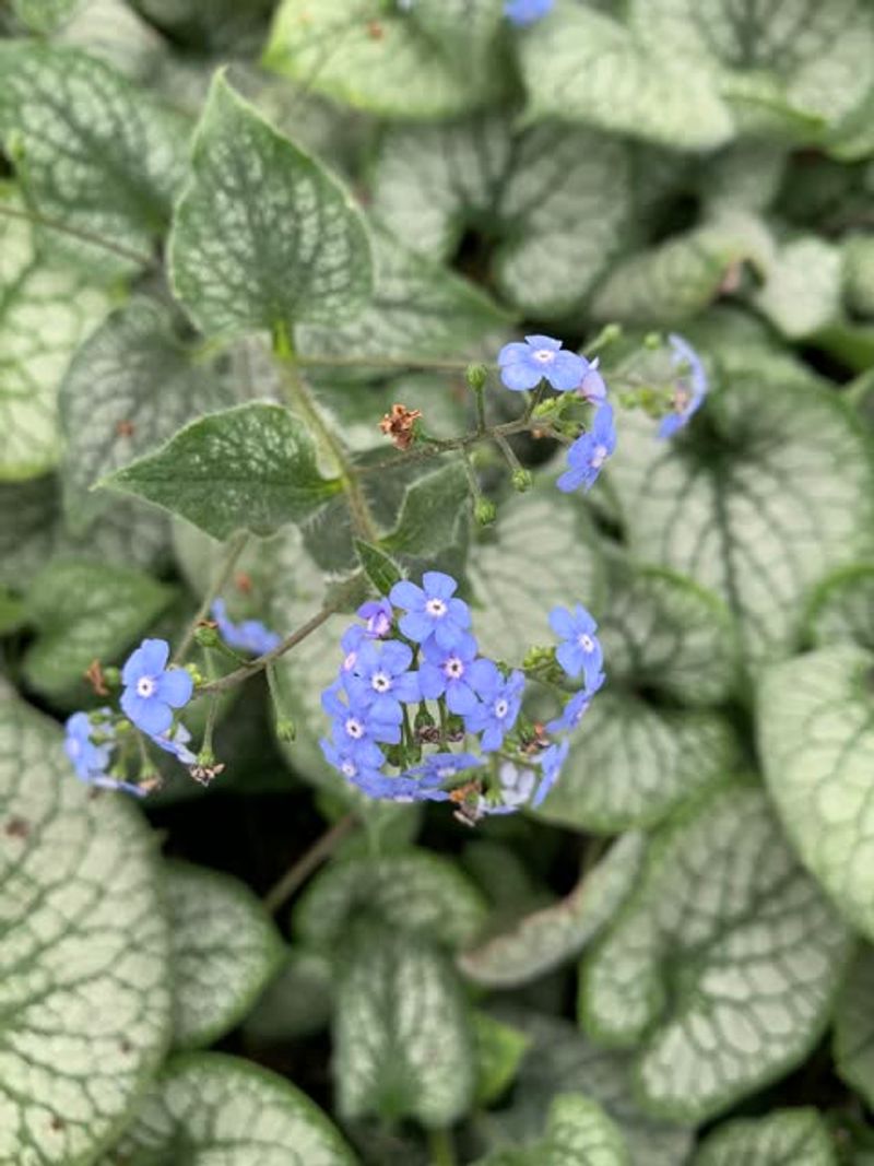 Brunnera Displays Forget-Me-Not Flowers In Spring