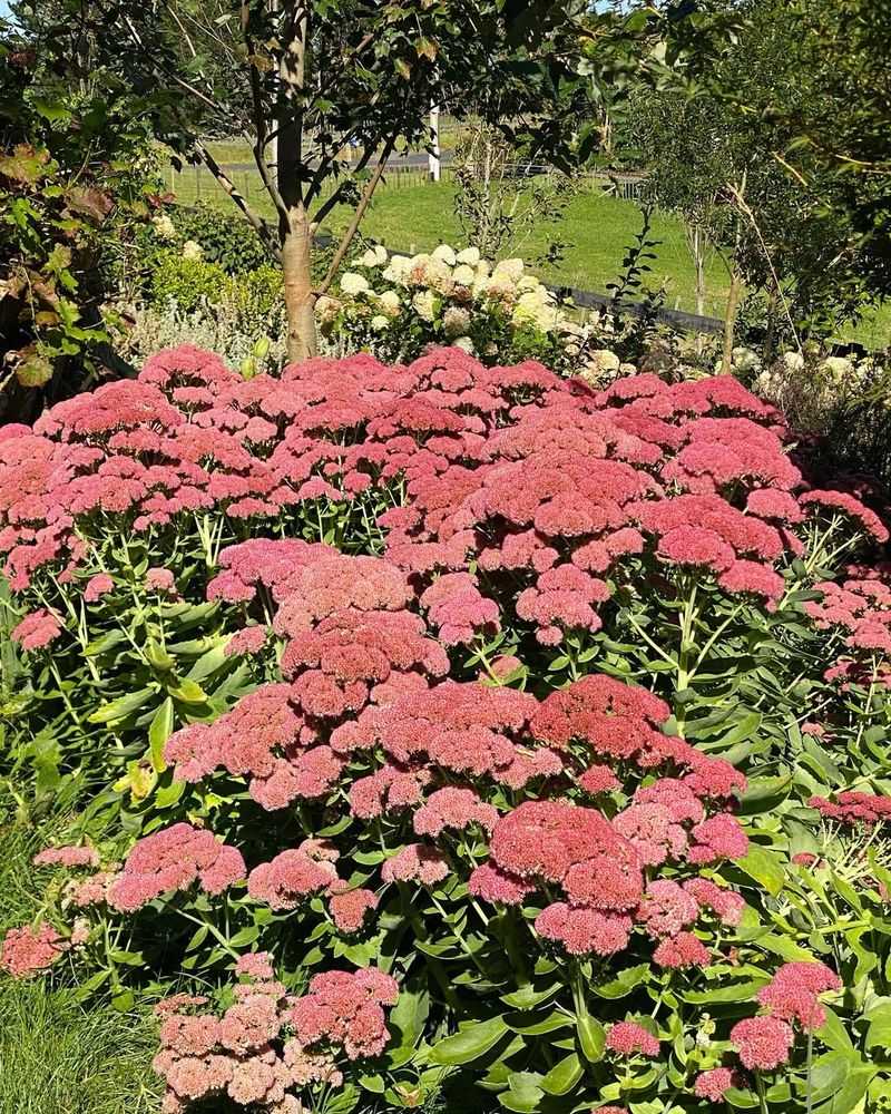 Sedum (Sedum spectabile)