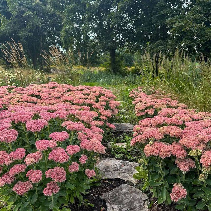 Sedum Autumn Joy