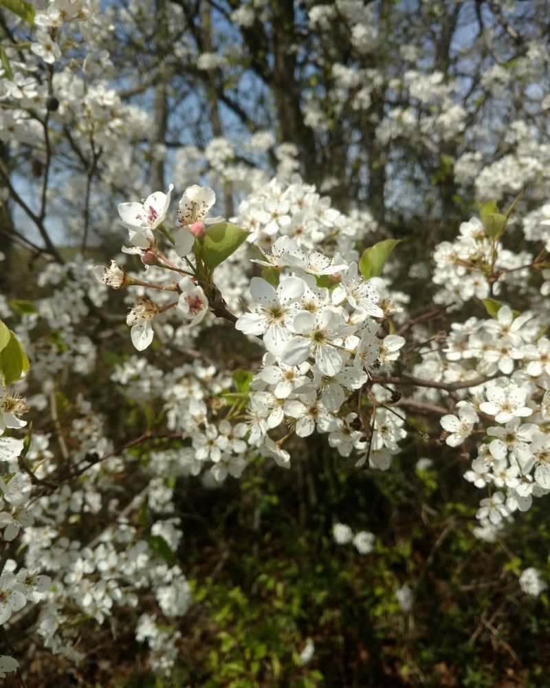 Bradford Pear