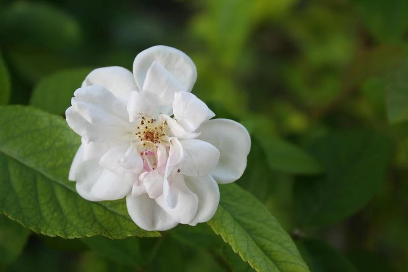 Multiflora Rose