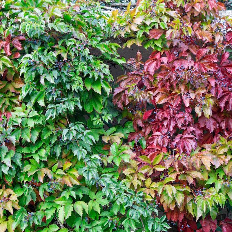Virginia Creeper