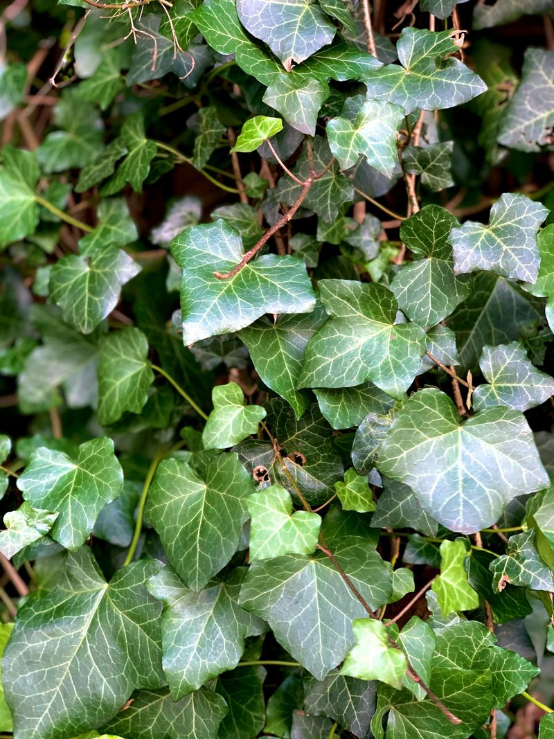 English Ivy