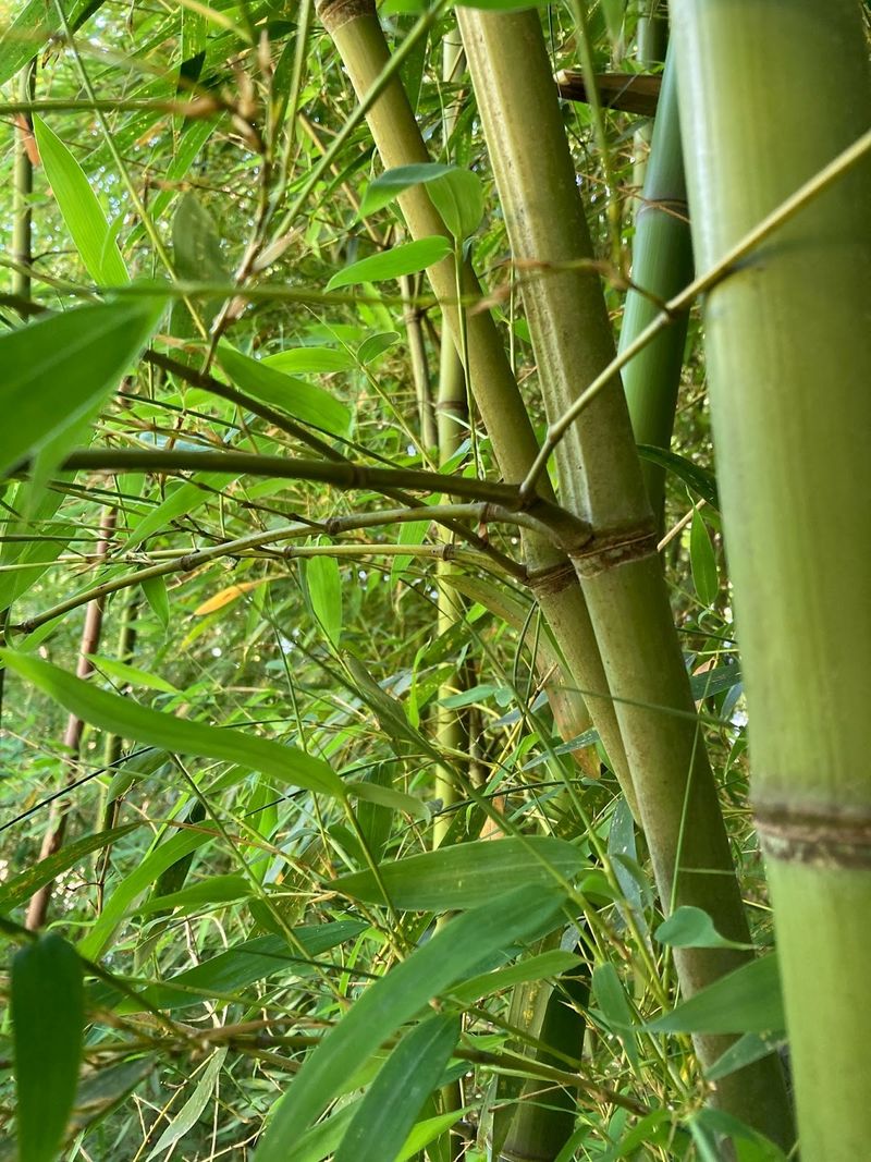Bamboo