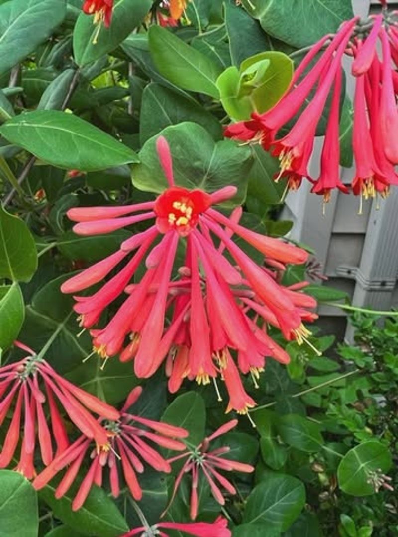 Trumpet Honeysuckle (Lonicera Sempervirens)