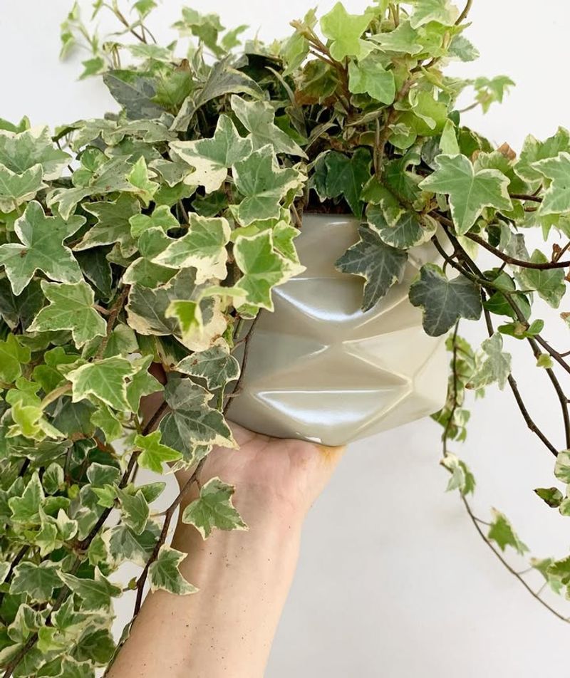 English Ivy (Hedera Helix)