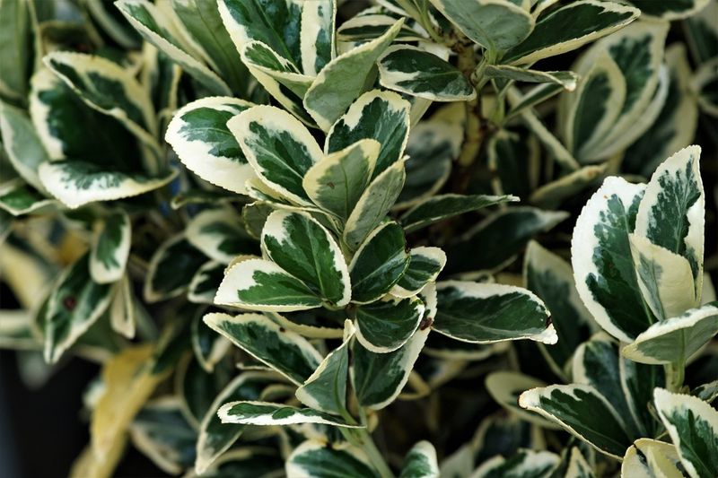 Wintercreeper Euonymus