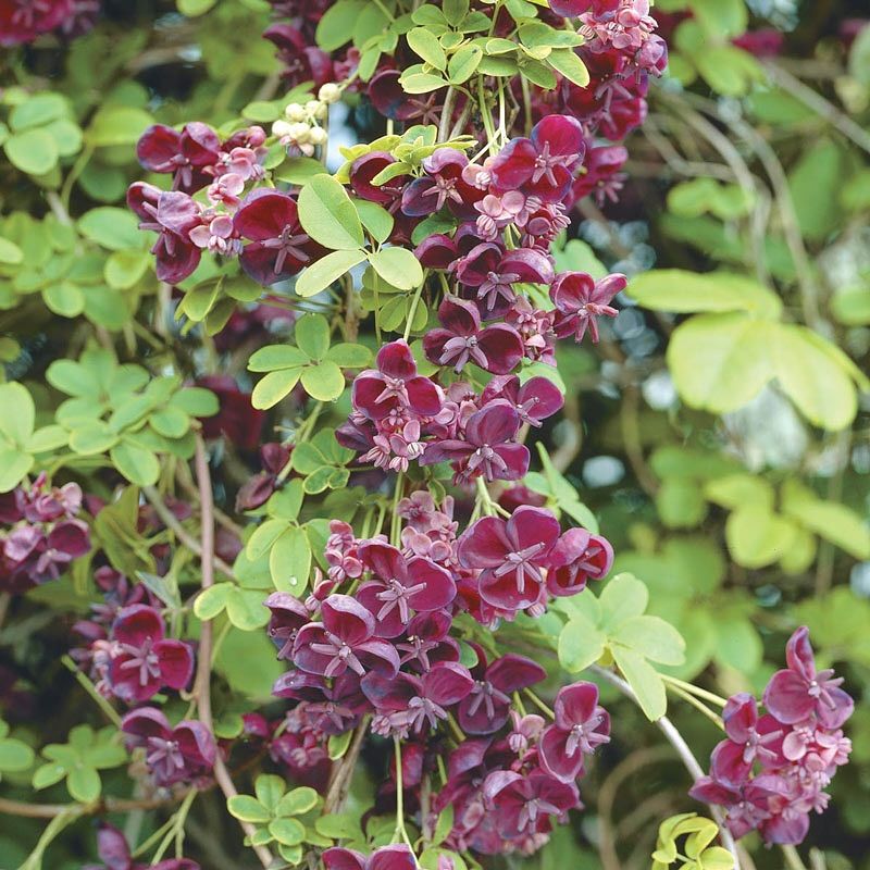 Chocolate Vine