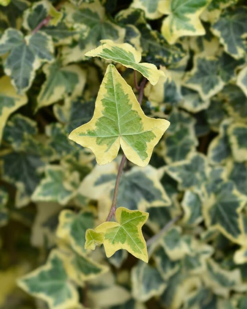 English Ivy Provides Year-Round Evergreen Coverage In Pennsylvania Winters