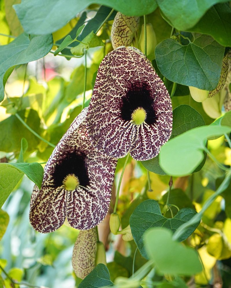 Dutchman's Pipe