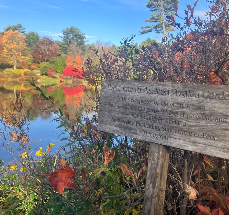 Peaceful Ponds Reflect Nature's Beauty Perfectly