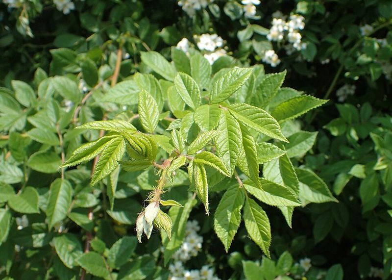 Multiflora Rose