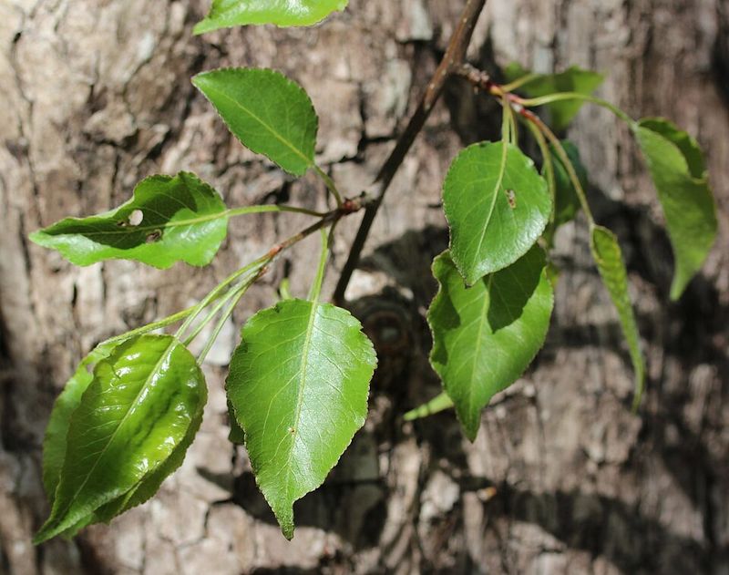 Callery (Bradford) Pear