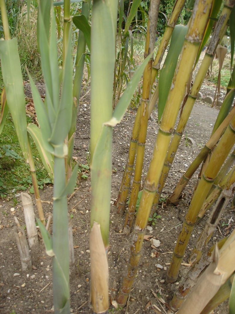Giant Reed (Arundo)