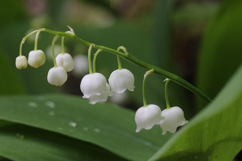 Lily Of The Valley