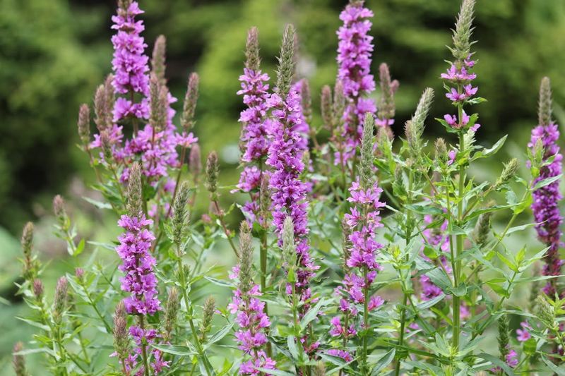 Purple Loosestrife (Lythrum salicaria)