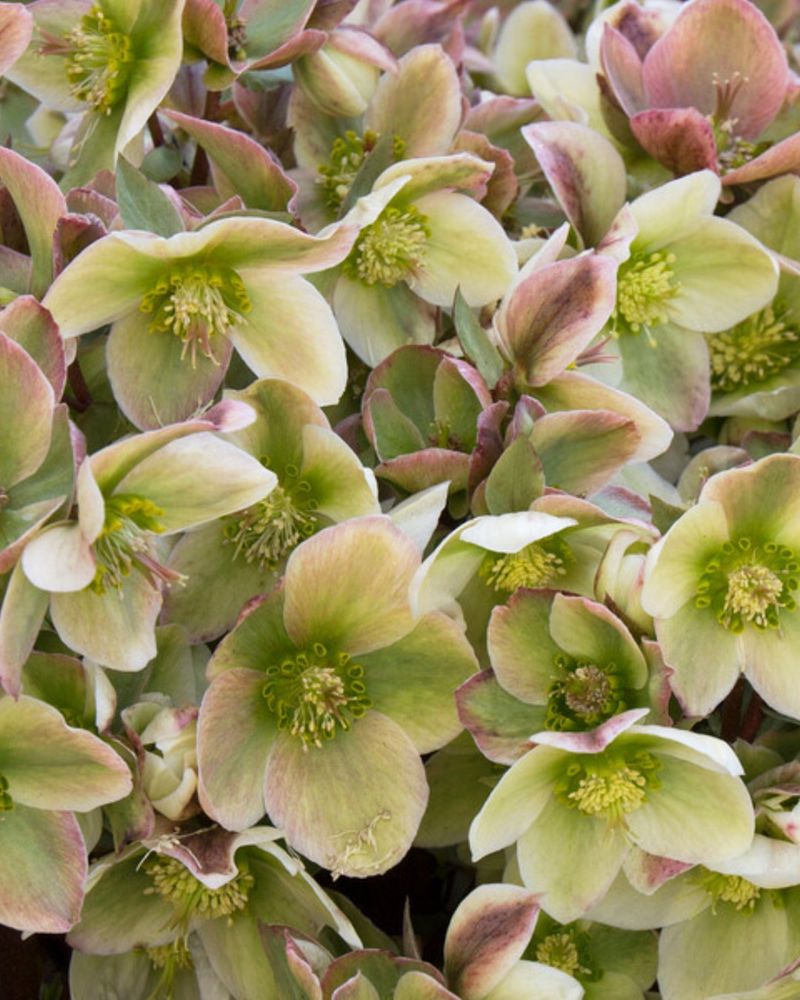 Hellebore Blooms Brighten Winter Landscapes With Unexpected Color