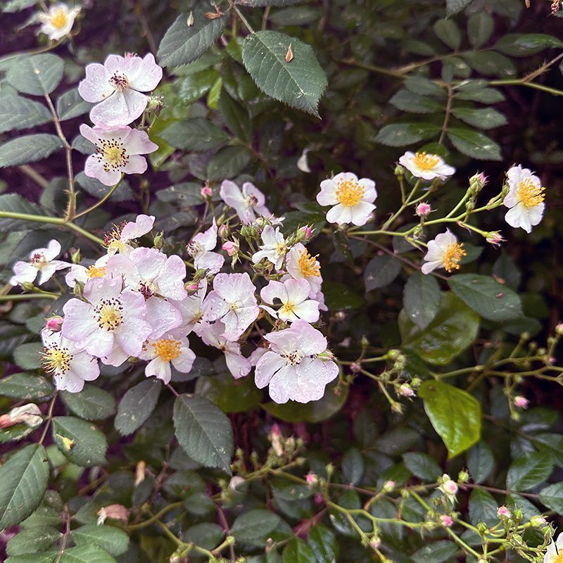 Multiflora Rose