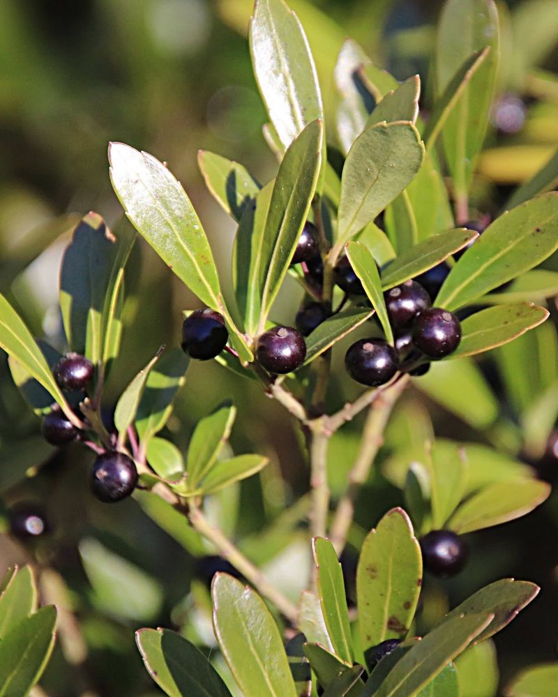 Inkberry Holly (Ilex glabra)
