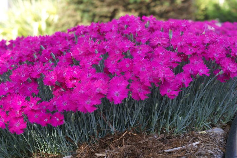 Dianthus