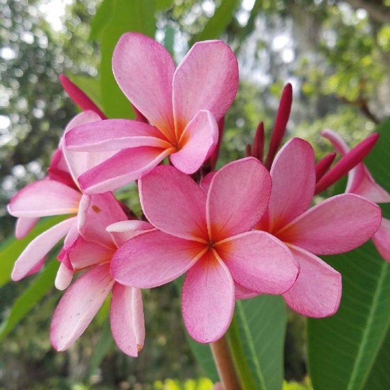 Plumeria