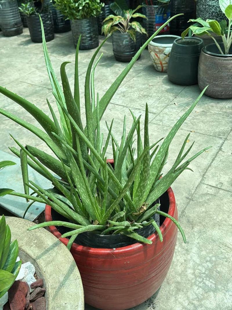 Aloe Vera