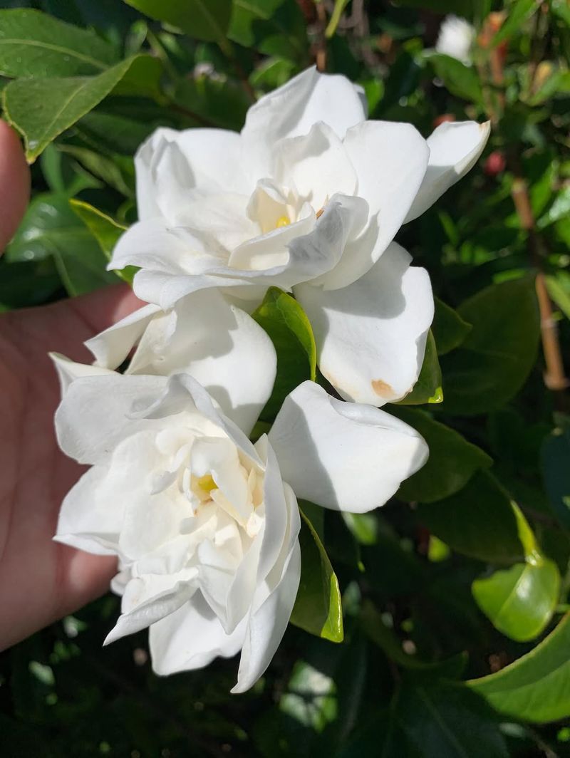 Gardenia