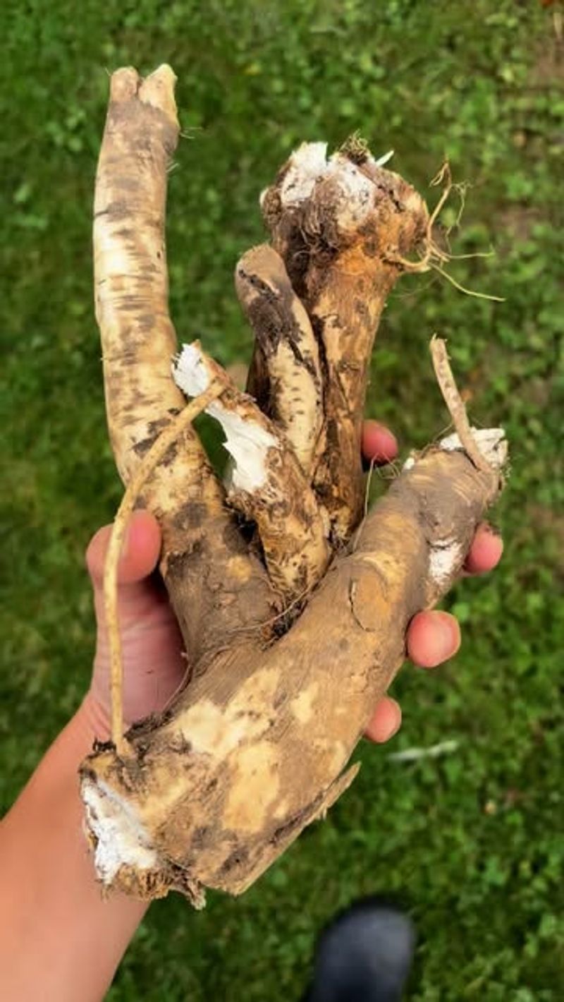 Horseradish (Armoracia Rusticana)