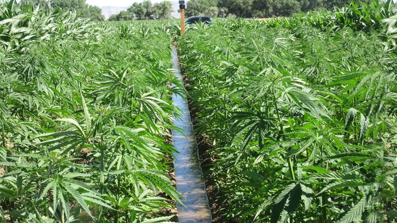 Hemp Grown Without A Kentucky Hemp License &mdash; Cannabis Sativa