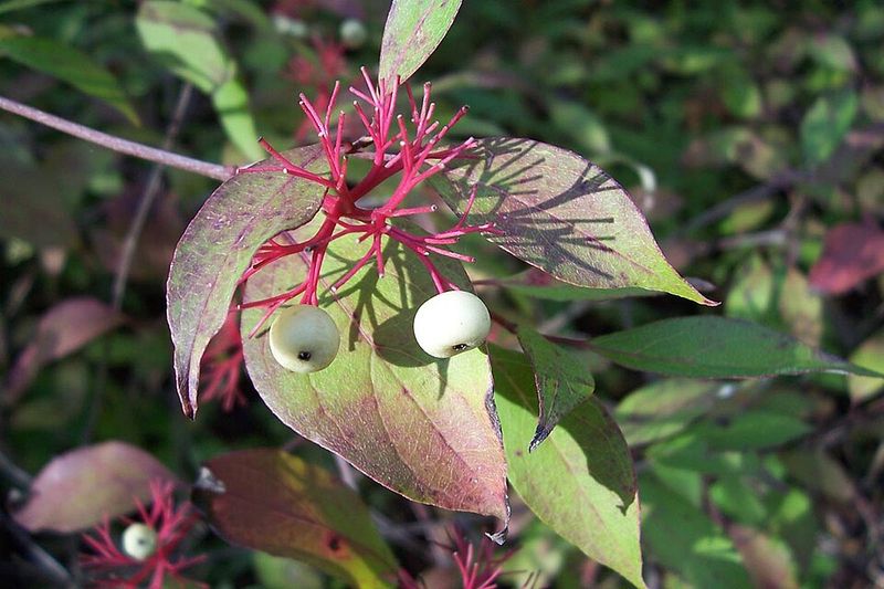 Red-Osier Dogwood (Cornus sericea)
