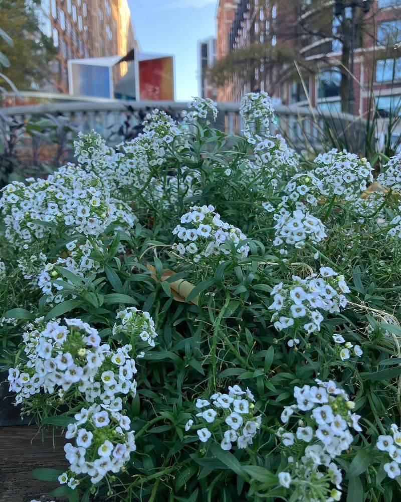Sweet Alyssum (Lobularia maritima)