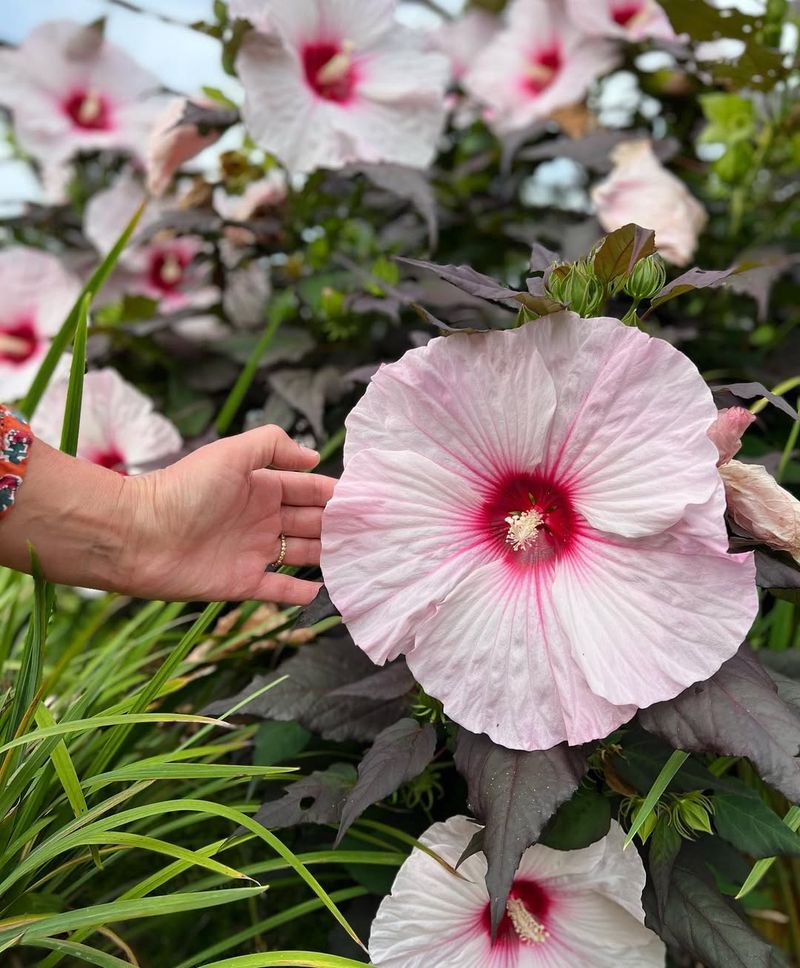 Marsh Hibiscus