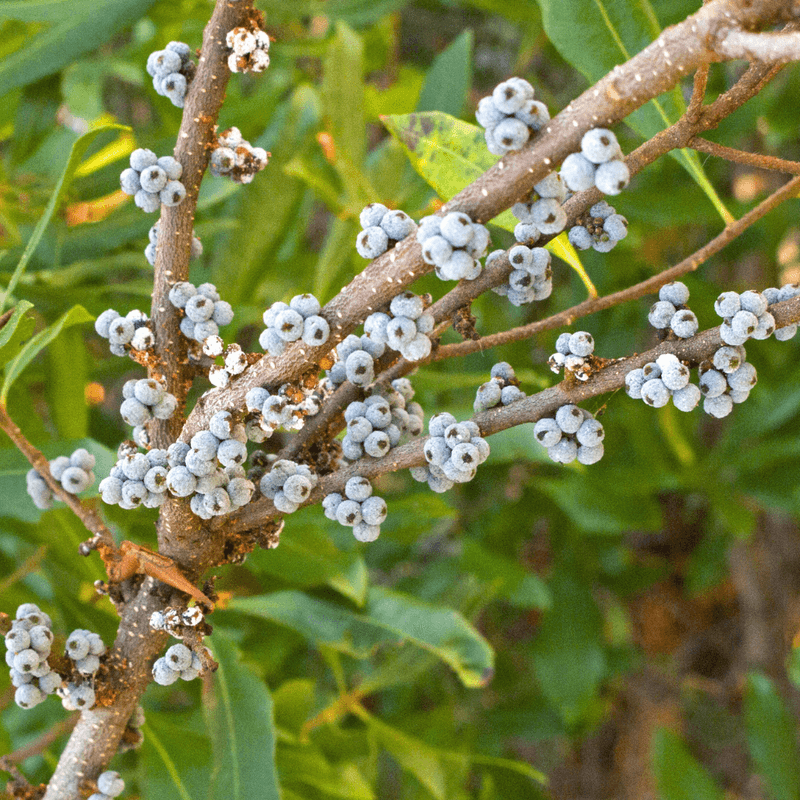 Northern Bayberry