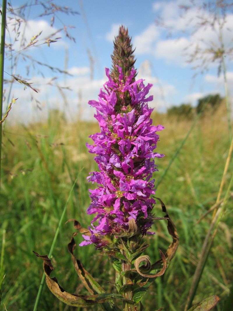 Purple Loosestrife (Lythrum Salicaria)