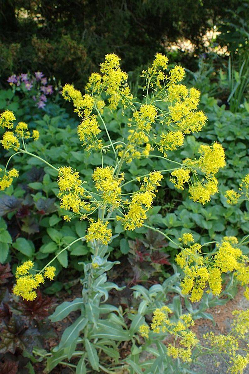 Dyer's Woad (Isatis Tinctoria)